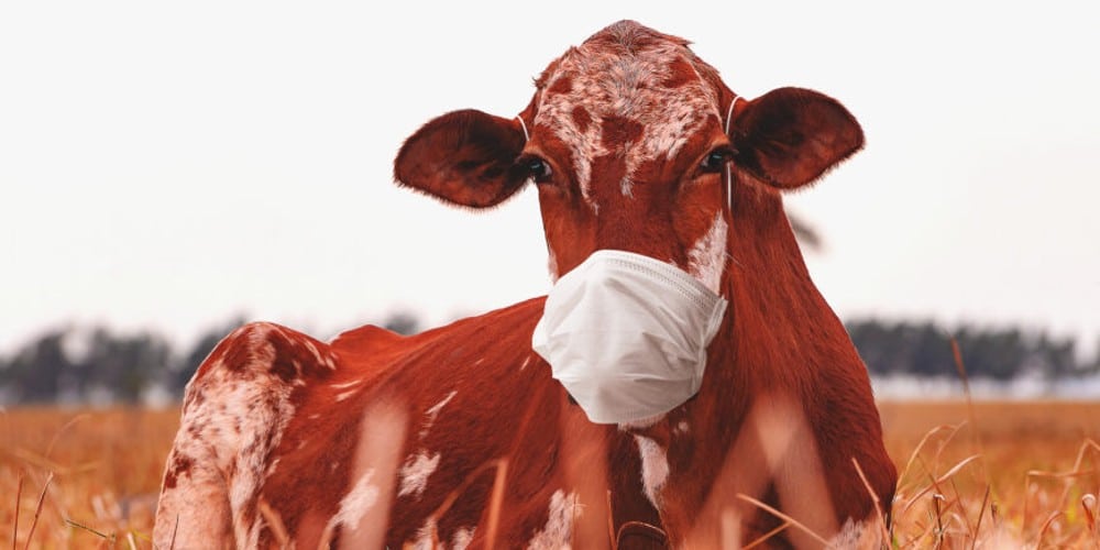 ‘Smart’ Masks for Cows? Gates Invests $4.7 Million in Data-Collecting Faceware for Livestock